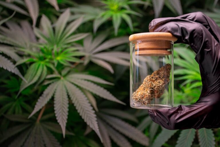 Europa öffnet sich für medizinisches Cannabis